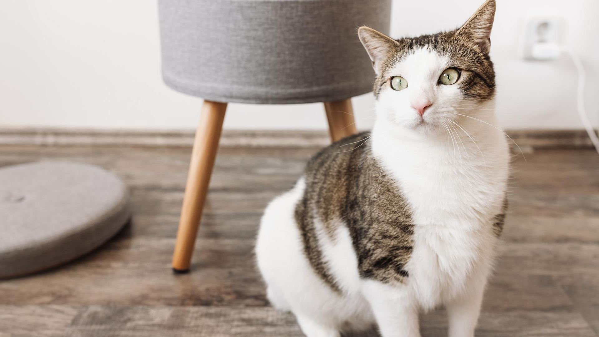 Pet Community Resources In Lake Forest, CA Our Pet's Vet