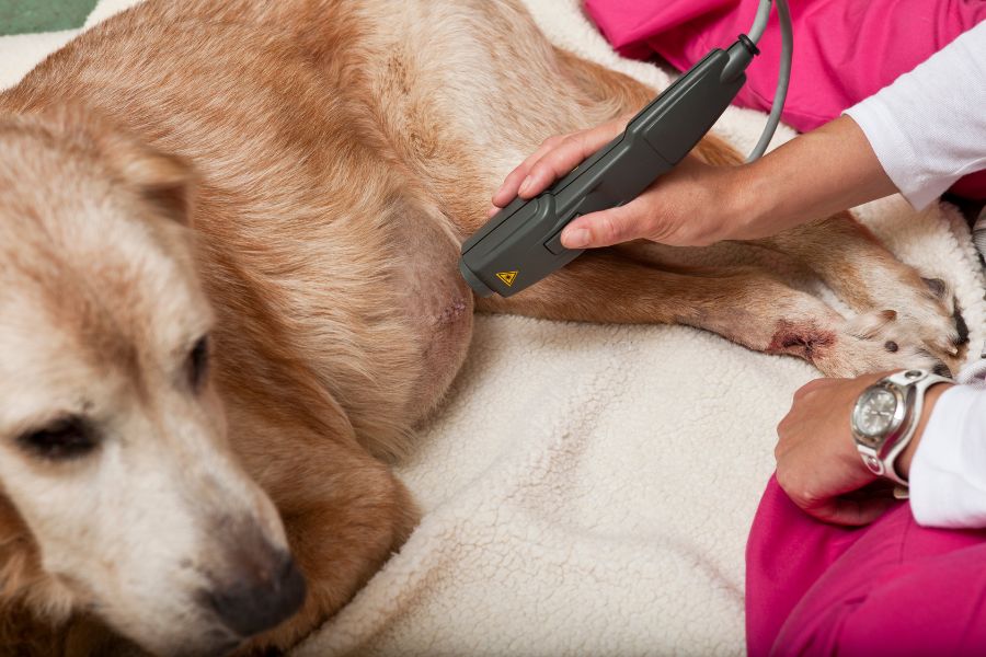 vet treating dog with laser therapy