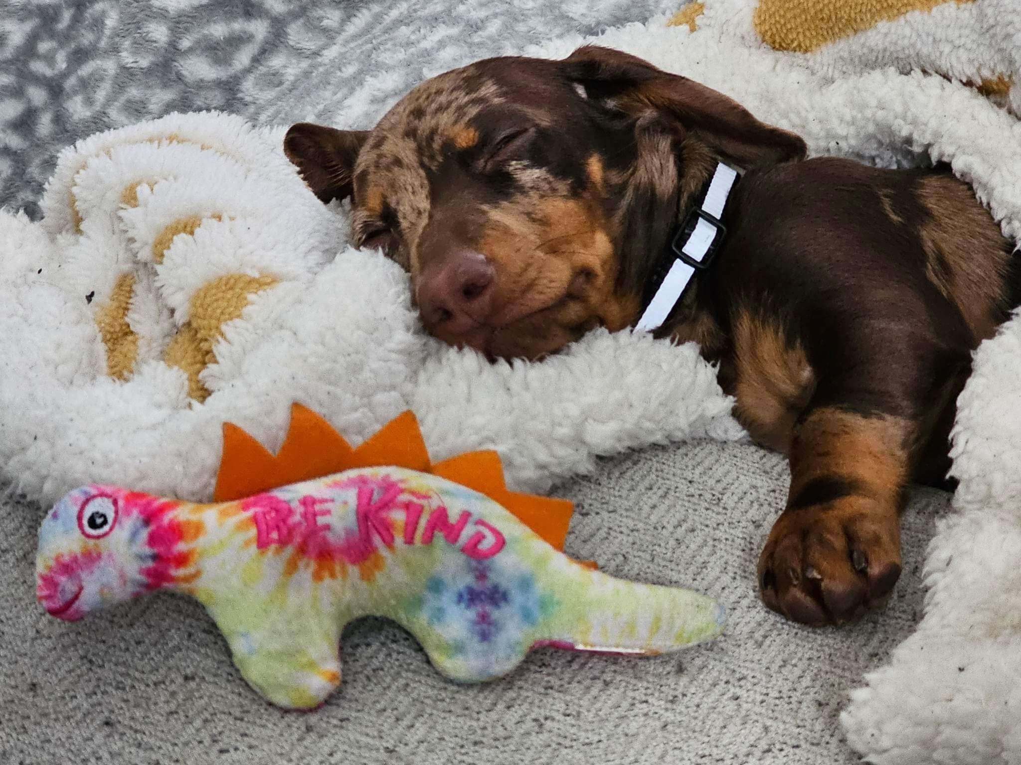 Tony is taking a nap with his favorite toy! It's hard being a puppy!